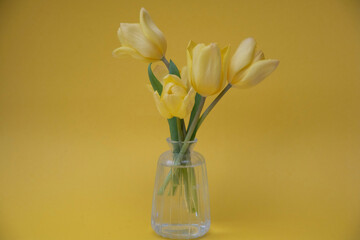 yellow tulips in vase