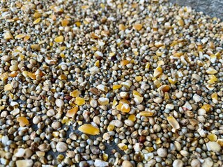 close up of bajra grain which includes Corn and some other seeds for birds feed