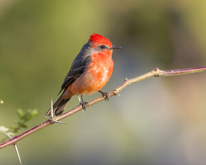 A vermilion flycatcher perches in the evening sunlight; Tucson, Arizona