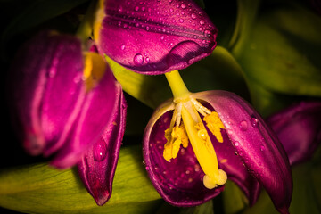 Fototapeta premium Tulipany w zbliżeniu