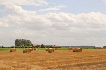 a field with round straw bales and a blue sky with clouds in the dutch countryside