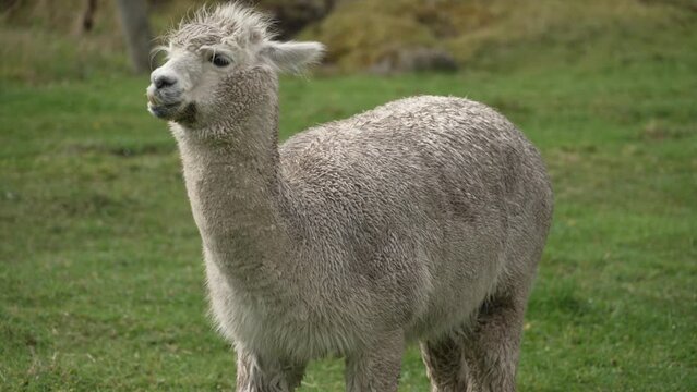 El Cajas Llama
