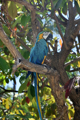 Tree with a Blue and Gold Macaw in It