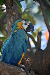 Close Up with a Blue and Gold Macaw