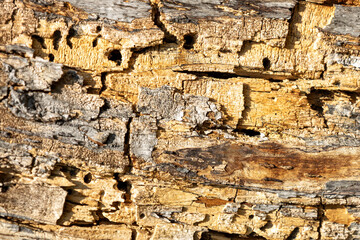 Naklejka premium tapeta, drewniana vintage stara drewno tekstura 