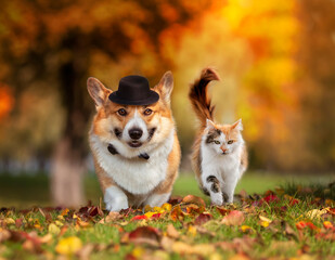 -a couple of friends of a corgi dog in a hat and a cat walk in an autumn park among fallen leaves in an autumn sunny park