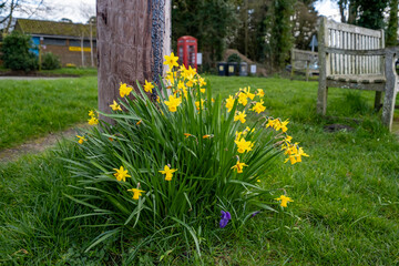Close up of wild daffodils growing at the base of a wooden pole
