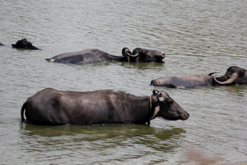 Fototapeta premium close up shot of buffalo italian buffalo and indian buffalo at water lake 