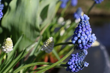 View on yellow spring narcissus flowers. Narcissus flower also known as daffodil, daffadowndilly, narcissus, and jonquil