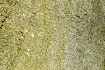 Close Up Bark Of A Carpinus Betulus At Amsterdam The Netherlands 14-3-2024