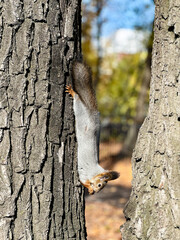 A playful gray squirrel hangs upside down on a tree trunk