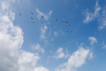 Obraz premium Aves en el cielo azul con nubes