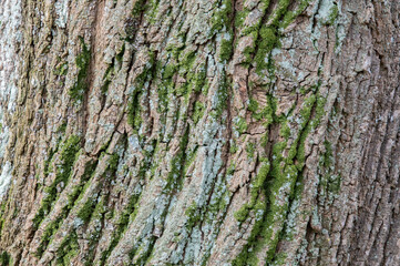 Close Up Of Bark Of A Acer Platanoides Schwedleri Tree At Amsterdam The Netherlands 19-3-2024