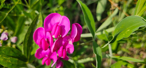 Obraz premium Broad-leaved sweet pea (Lathyrus latifolius) - perennial peavine