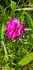 Broad-leaved sweet pea (Lathyrus latifolius) - perennial peavine