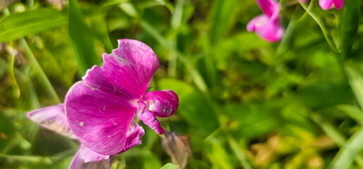 Obraz premium Broad-leaved sweet pea (Lathyrus latifolius) - perennial peavine