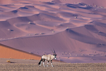 Desert Majesty: Oryx Antelope Against the Sossusvlei Dunes (Oryx gazella)