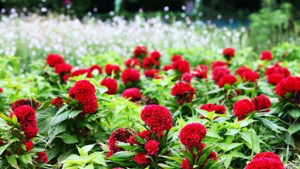 식물 - 맨드라미