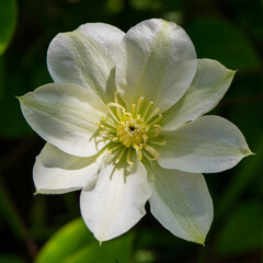 One flower of white clematis in the sunlight.