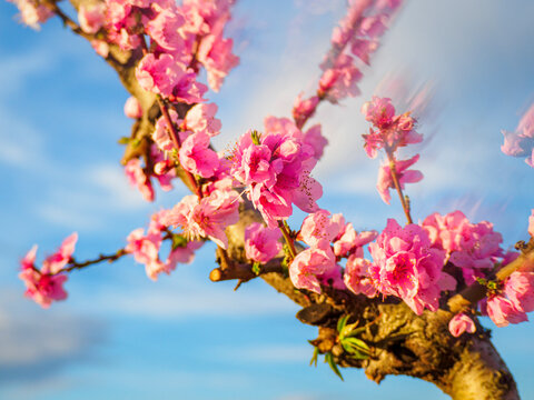 Abstract photo. Double exposure in peach trees in bloom in Aitona, Catalonia, Spain.