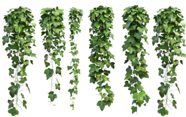 Set of cutout dichondra creeper plant and vines on transparent background, png	