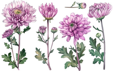 Set collection of delicate pink chrysanthemum on transparent background, png	