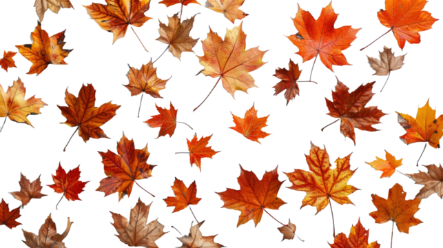 Scattered autumn dry orange maple leaves on transparent background, png	