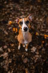 Whippet jasny rudy oczekuje na smakołyka © ZiraPhoto