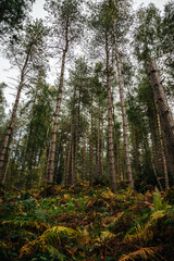 Lush English Pine Woods: Dense Forest of Tall Pine Trees with Rich Green Foliage and Sunlight Filtering Through