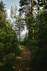 Lush English Pine Woods in the Peak District, UK: Dense Forest of Tall Pine Trees with Rich Green Foliage, Sunlight Filtering Through, and a Winding Path