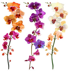 Set of colorful orchid flowers branch on transparent background, png	
