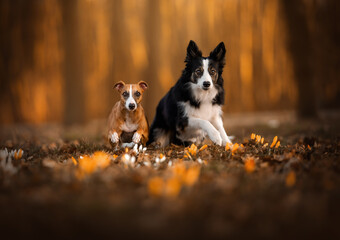 Border collie i whippet biegną po polu z kwiatami