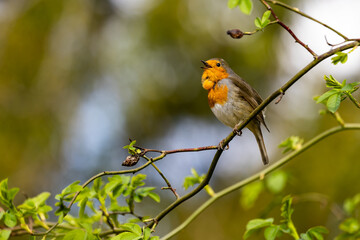 Rotkehlchen (Erithacus rubecula) singt 