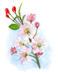 Cherry blossoms, apple trees in watercolor