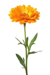 A vibrant orange flower with lush green leaves on a stem. Perfect for botanical projects or nature designs