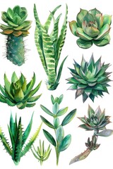 Beautiful watercolor succulents on a white background, perfect for botanical illustrations
