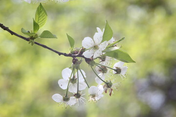 blossom in spring