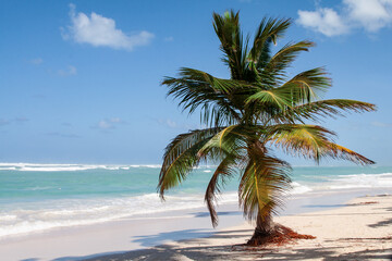 Fototapeta premium A solitary short palm tree on a windswept beach with the Caribbean Sea in the background on a sunny day