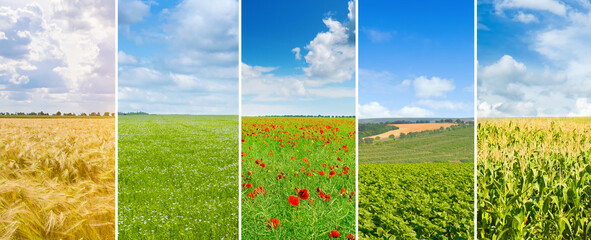 Panoramic view of green field and blue sky with light clouds. Wide photo.