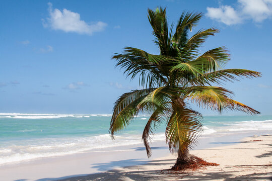 A solitary short palm tree on a windswept beach with the Caribbean Sea in the background on a sunny day