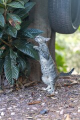 A small kitten standing on its hind legs under a green leaf circle and under a hanging tire