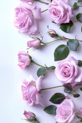 Beautiful pink roses displayed on a clean white background, perfect for various occasions