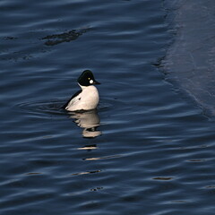 COMMON GOLDENEYE