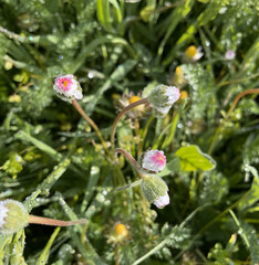botanical photograph of daisy flowers with dew drops