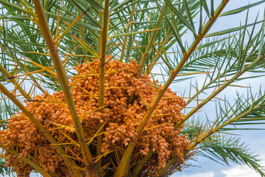 date palm with fresh dates on branches