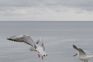 Odesa, Ukraine. On March 20, 2024, many pigeons and seagulls fly against the background of the gray sky and black sea. beautiful landscape cool weather near the sea.