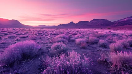 Foto op Plexiglas Sunset glow over a desert with flowering shrubs. Nature landscape suitable for background © ANStudio