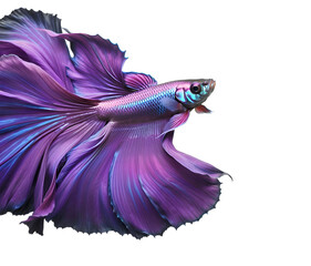 amazing bright purple Betta fish  isolated on white  background. close up. Digital artwork.  Ai generated - 765173633