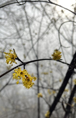 close-up of a branch with blossoming buds and flowers