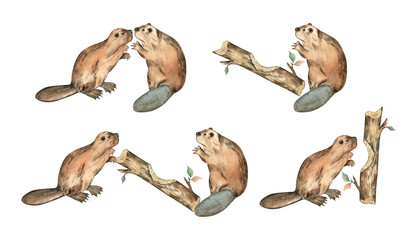 Watercolor illustrations of the beavers and a tree isolated on transparent background © FlowersForBear
